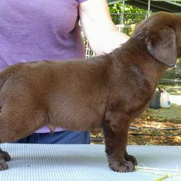 Labrador Retriever Puppies from Montview Labradors