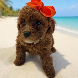 Monique - Red  female Goldendoodle puppy in Mint Hill, North Carolina from DoodleForever