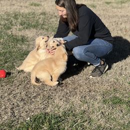Cavalier King Charles Spaniel and Golden Retriever Puppies from Country Goldens and Mountain Top Cavaliers