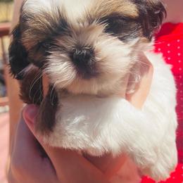 Girl 1 - Red and white female Shih Tzu puppy in Paso Robles, California from Encanto Shih Tzus by Darlene Madrigal