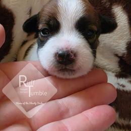 Boy 1 - White and tan male Russell Terrier puppy in Harvel, Illinois from Ruff and Tumble Russell Terriers