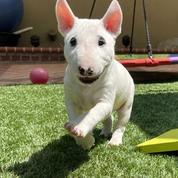 Miniature Bull Terrier Puppies from Triumph Miniature Bull Terriers