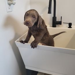 Dilute Retriever and Labrador Retriever Puppies from Southernend Silvers
