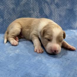 Heimdall - Gold male Border Collie puppy in New Bern, North Carolina from New Bern Border Collies