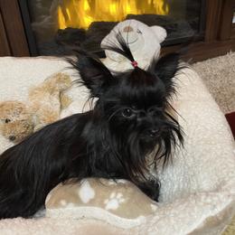 Stracker - Maltese