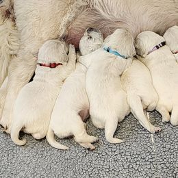 Golden Retriever Puppies from Golden West English Creams