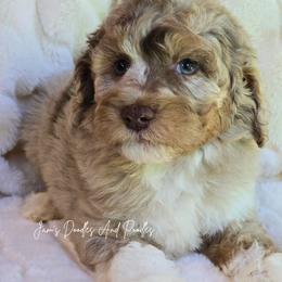 Courage - Brown merle male Aussiedoodle puppy in Cleveland, Georgia from Jam's Doodles And Poodles