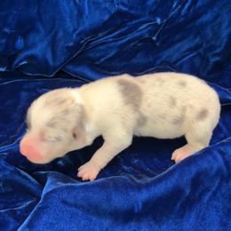Girl 1 - Blue female Pembroke Welsh Corgi puppy in Moundville, Alabama from Cartee Corgis - Debi Cartee Mills
