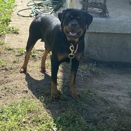 Peaches - Rottweiler