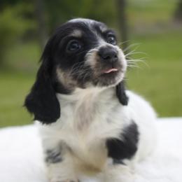 Grace - Piebald female Dachshund puppy in Morrow, Ohio from Courtney’s Colorful Doxies