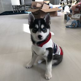 Pomsky Puppies from Pine Haven Puppies