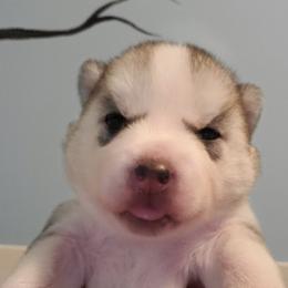 Siberian Husky Puppies from Naturez Siberians