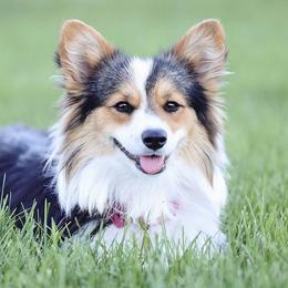 Pembroke Welsh Corgis from Pyne Corgis