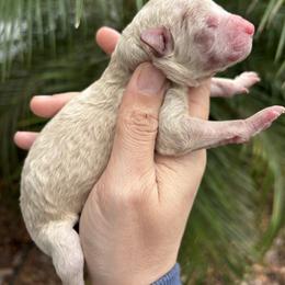 Cream and white - Apricot female Aussiedoodle puppy in Weeki Wachee, Florida from Pawprint Dreams Boarding and Kennel