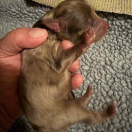 Patrick - Red merle male Aussiedoodle puppy in Campbell, California from Mini AussieDoodle Puppies