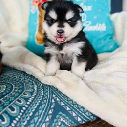 Huey - Black and white male Pomsky puppy in Yavapai County, Arizona from Pawsh Pomskies