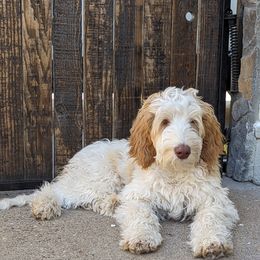 Australian Labradoodle All Grown Up from Running Brook Doodles