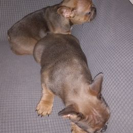 French Bulldog Puppies from Gisclair Farm