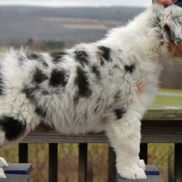 Australian Shepherd Puppies from Windmere Aussies