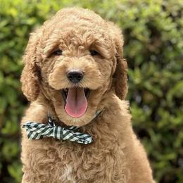 Goldendoodles, Poodles, Shihpoos, and Yorkshire Terriers from Plush Pups By Reeds