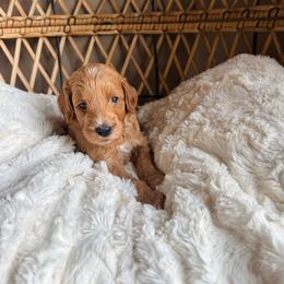 Porsche - Apricot female Goldendoodle puppy in Brookville, Pennsylvania from Woodland Mountain Doodles
