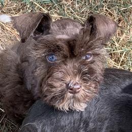 Zeus - Miniature Schnauzer