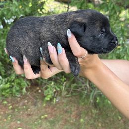 Pink collar - Black brindle female Dutch Shepherd puppy in Van Nuys, California from TriForce K9