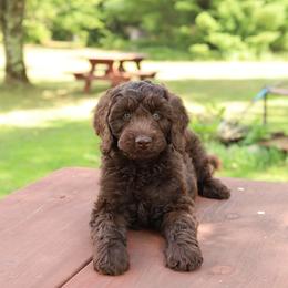 Yellow - Chocolate female Australian Labradoodle puppy in Williamstown, New York from Lewis Manor Labradoodles