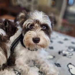 Lilly - Miniature Schnauzer