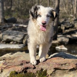 Jax - Miniature Australian Shepherd puppy in Berryville, Arkansas from 2Lazy2P Mini Aussies