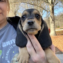 Girl 2 - Black and brown female Basset Hound puppy in Cedartown, Georgia from Parris Manor Bassets
