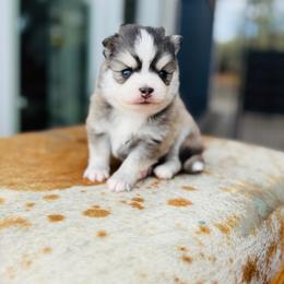 Patriot - Black and white male Pomsky puppy in Yavapai County, Arizona from Pawsh Pomskies