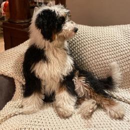 Winnie - Bernedoodle