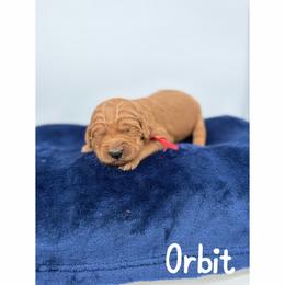 Orbit - Red  male Goldendoodle puppy in Smithfield, Kentucky from KBK9 Kennels