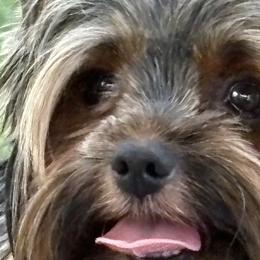 Yorkshire Terriers from Your Key Breeder