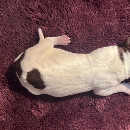 Grizz - Wirehaired Pointing Griffon puppy from Two Rivers Kennels - Wirehaired Pointing Griffons