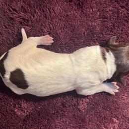 Grizz - Wirehaired Pointing Griffon puppy from Two Rivers Kennels - Wirehaired Pointing Griffons