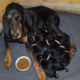 Royal Blue - Black and tan male Black and Tan Coonhound puppy in Ephraim, Utah from Wanderlust Coonhounds