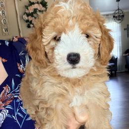Skye (2,600) - Yellow and white female Bernedoodle puppy in Grandview, Texas from Big Sky Bernedoodles