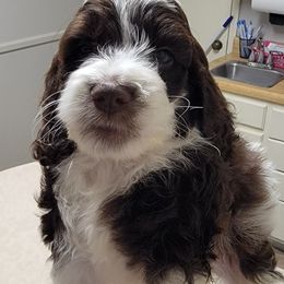 Cockapoo Puppies from Golden Paws