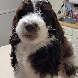 Cockapoo Puppies from Golden Paws