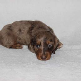 Robin (3425) - Dapple male Dachshund puppy in Sonora, Kentucky from Maple Hill Miniature Dachshunds