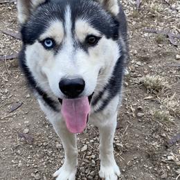 Tonka - Siberian Husky