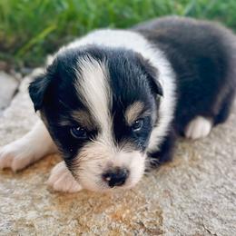 Able - Black tri-color male Australian Shepherd puppy in Wauneta, Nebraska from 4H Aussies