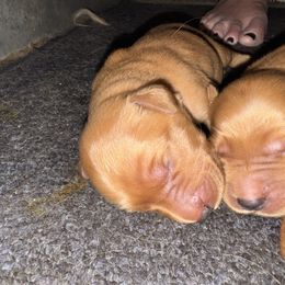 Hulu Girl 2 - Dark golden female Golden Retriever puppy in Fort Morgan, Colorado from Golden Girls Kennels, LLC