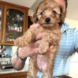 Poodle Puppies from ItalianToyPoodles