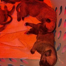 Male puppies available - Fawn male Bullmastiff puppy in Comer, Georgia from Caro Bullmastiffs