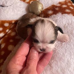 Skip - Brindle male Shih Tzu puppy in Lebanon, Tennessee from Jan’s Shihtzus