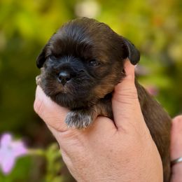 Shiz - Brindle female Cavatzu puppy in Saint Paul, Minnesota from Amy’s Puppy Tzu