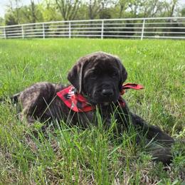 JETT - Black Collar Brindle Boy - Brindle male Mastiff puppy in Auburn, Kansas from Puppy Paradise:  English Mastiff Puppies & Standard Goldendoodle Puppies